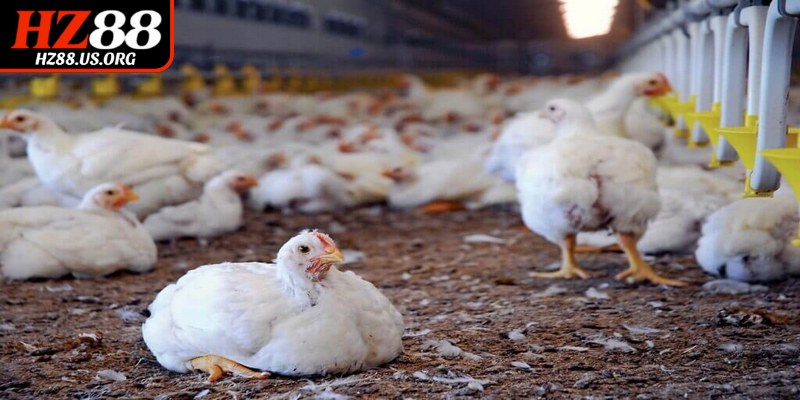 Nguyên nhân khiến gà thở khò khè thường gặp