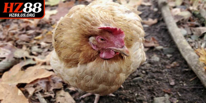 Xử lý gà thở khò khè nhưng không có nước mũi